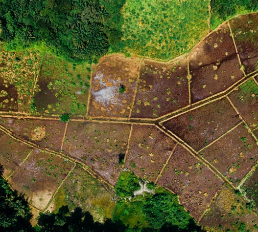 Laudo de Cobertura Vegetal - Reflore Consultoria e Gestão Ambiental