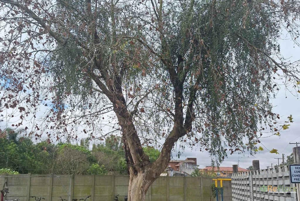 Lei nº 15.2992025 o que muda na poda e corte de árvores segundo a legislação ambiental