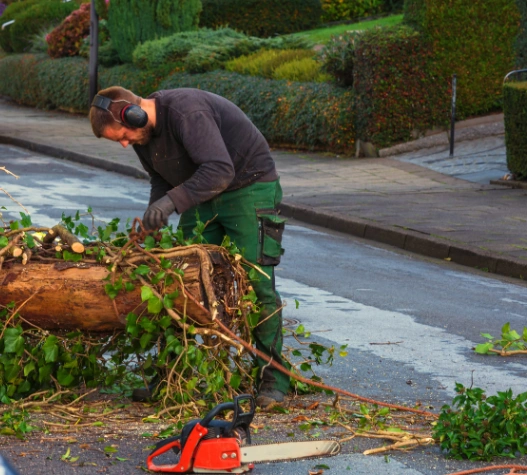 Manejo Vegetal - Reflore Consultoria e Gestão Ambiental