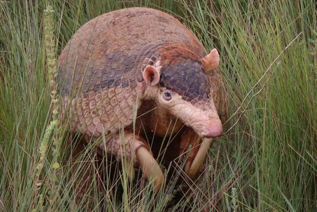 Tatu canastra